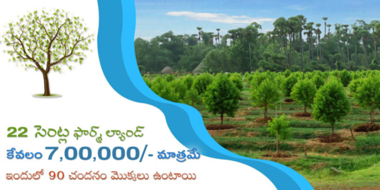 22 Cents Sandalwood Plantation 7 Lakhs Only in Prakasam District